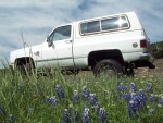 The flowers are called "Bluebonnet", it's a big Texas thing!